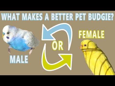 Video: Adakah Budgie saya seorang Boy atau Girl?
