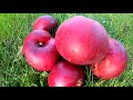 Ekologiczne jabłuszka / Organic apples (Vlog #049)