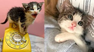 A Little Charming Kitten Girl At The Shelter Makes All The People And Cats Fall In Love With Her