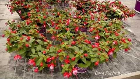 Bella Fuchsia Lydia - Garden Plants with Flowers all summer long!