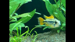 Download Lagu Humlan & Gustav - a fish love story. Apistogramma Cacatuoides spawning Download Lagu Humlan & Gustav - a fish love story. Apistogramma Cacatuoides spawning