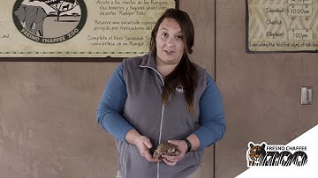Ornate Box Turtle at Fresno Chaffee Zoo