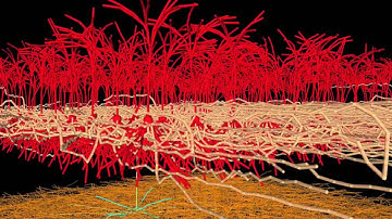 Evolved Machines  Synthesis of a cortical area