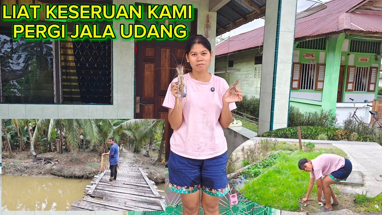 BERSIHKAN RUMPUT DI SAMPING RUMAH DAN LIHAT HASIL UDANG YANG KITA JALA HARI INI