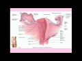 Cervical Cancer - CRASH! Medical Review Series