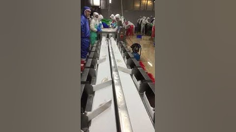 Weight Grader YGW 200F8 2 fish fillet