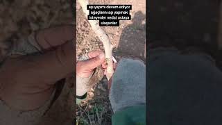 Aşı Yapımı Devam Ediyor Ağaçlarını Aşı Yapmak Isteyenler Bize Ulaşa Bilirler Resimi