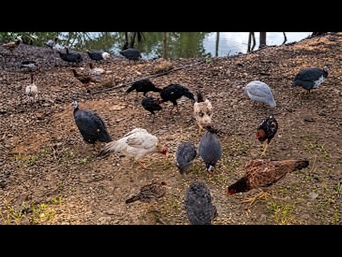 MOSTRANDO A ROTINA NO SÍTIO 🤠🐓