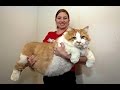 Los gatos mas grandes del mundo | Gatos domésticos Gigantes
