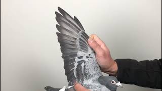 Meulemans 909