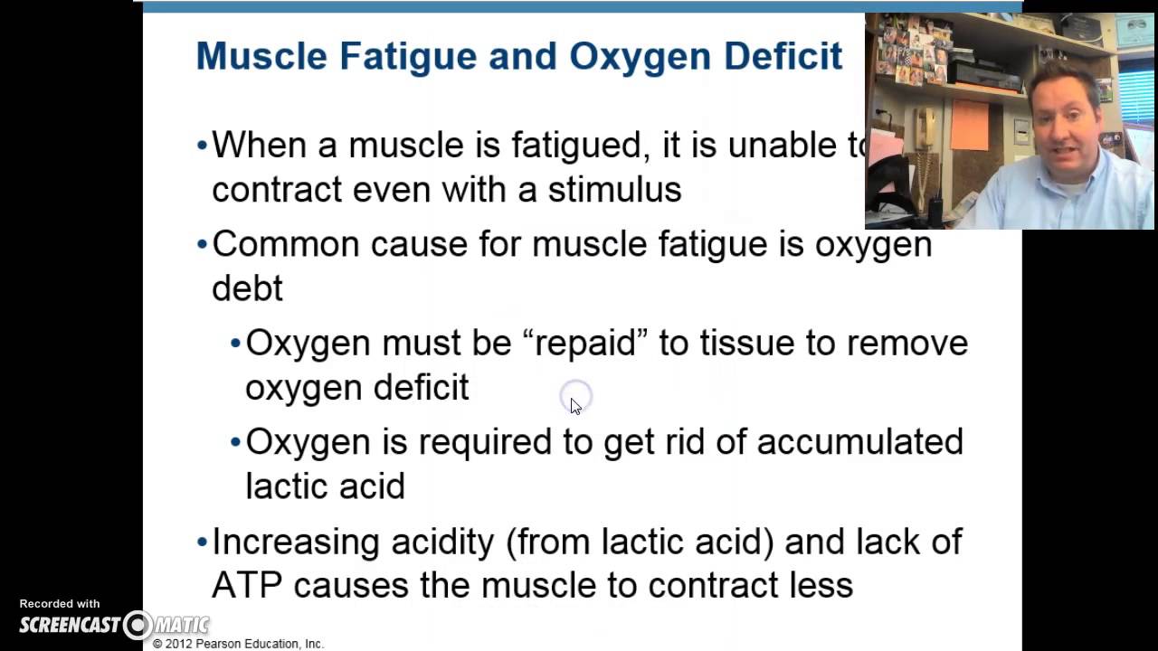 Energy Systems For Muscles