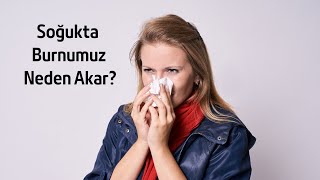 Soğuk Havalarda Neden Burnumuz Akar? Why Do Our Nose Run In Cold Weather? Meraklı Adam