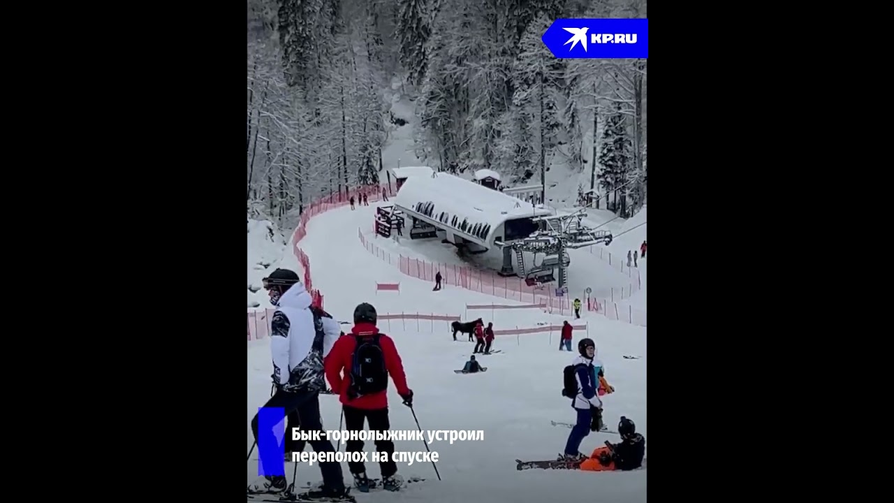Бык-горнолыжник устроил переполох на трассе курорта «Роза Хутор»
