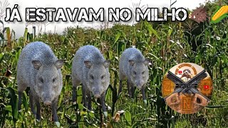 Quando chegamos eles já estavam acabando com o milho🌽porcos Cateto🐗veja o que aconteceu😱✅
