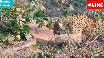 Leopard Takes on Python     @Roaring Animals