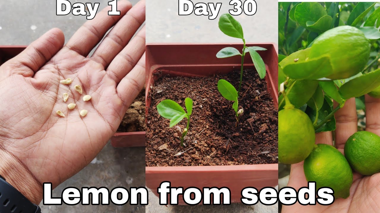 How To Grow Lemon Tree From Seeds How To Grow Lemon Plant At Home