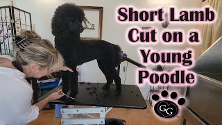 Short Lamb Cut on a Young Standard Poodle  Sporty Spoo Lammie Cut  Gina's Grooming