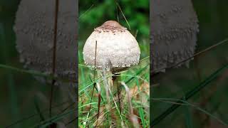 Herpes Treatment | The 3 Most Effective Herbs for Herpes Simplex Virus Herpes Treatment | The 3 Most Effective Herbs for Herpes Simplex Virus