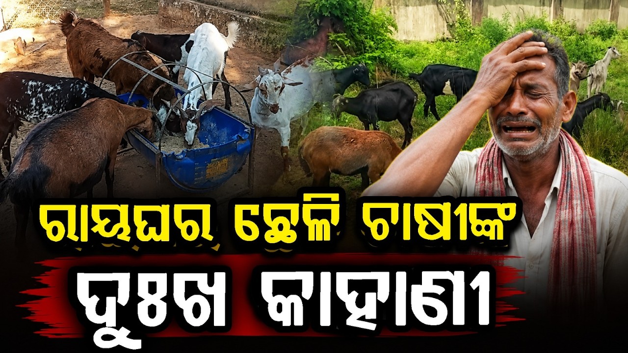 ରାୟଘର ଛେଳି ଚାଷୀଙ୍କ ଦୁଃଖ କାହାଣୀ | Famous Raighar Goat Breed Awaits National Recognition In Odisha