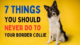 7 Things You Should Never Do to Your Border Collie