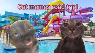 Cat memes family road trip compilation!