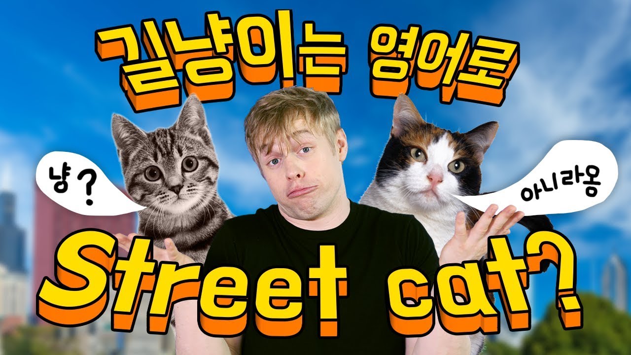 길고양이를 영어로 Street cat 라고 하세요?