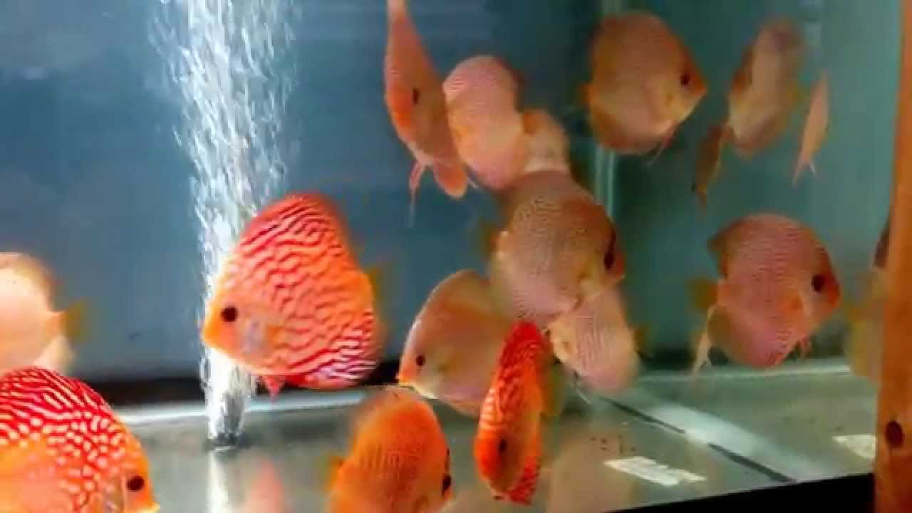 discus hans