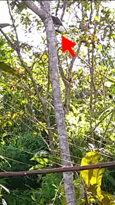 DETIK² BURUNG KAPAS TEMBOK LENGKET KE PULUT #mikatburung