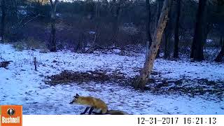Sneezing Fox