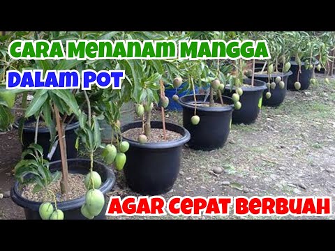 Video: Dapatkah Anda Menanam Pohon Mangga Dalam Pot: Menanam Pohon Mangga Dalam Wadah