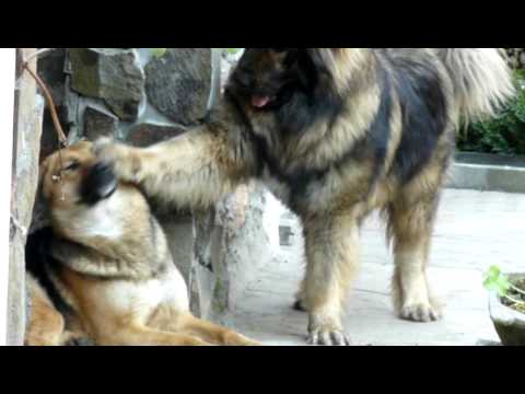 Caucasian shepherd dog in love ( NOX ) - YouTube