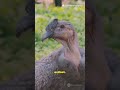 5 surprising California condor facts    #Shorts #CaliforniaCondor #Wildlife #BirdFacts #Conservation