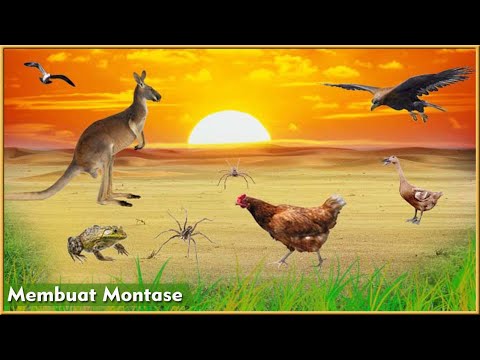 Video: Cara Membuat Montase Foto Di Komputer