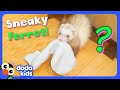 Where is this ferret hiding our socks  dodo kids  mystery animals