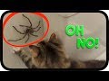 Huntsman Spider vs TWISTED Kittens