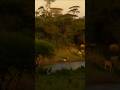 African wild