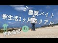 住み込み農業バイト1ヶ月の様子と給与と収益公開。出稼ぎ旅車中泊南の島編#12/沖永良部島