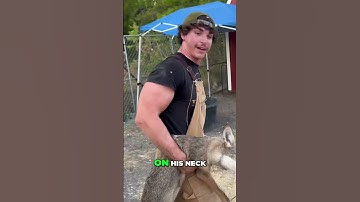 Coyote Catch & Release: Hand-Catching a Wild Coyote!