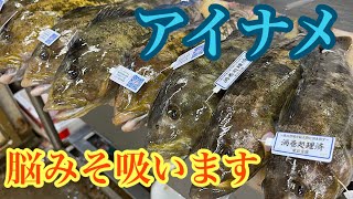 アイナメ 神経締めではなく吸引してみた Youtube