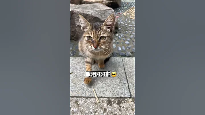 小猫其实什么都懂，最后一句“谢谢”😭 #shorts #关爱流浪猫 #领养代替购买 - 天天要闻