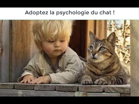 Psychologie chat © docs.prefeituras.net