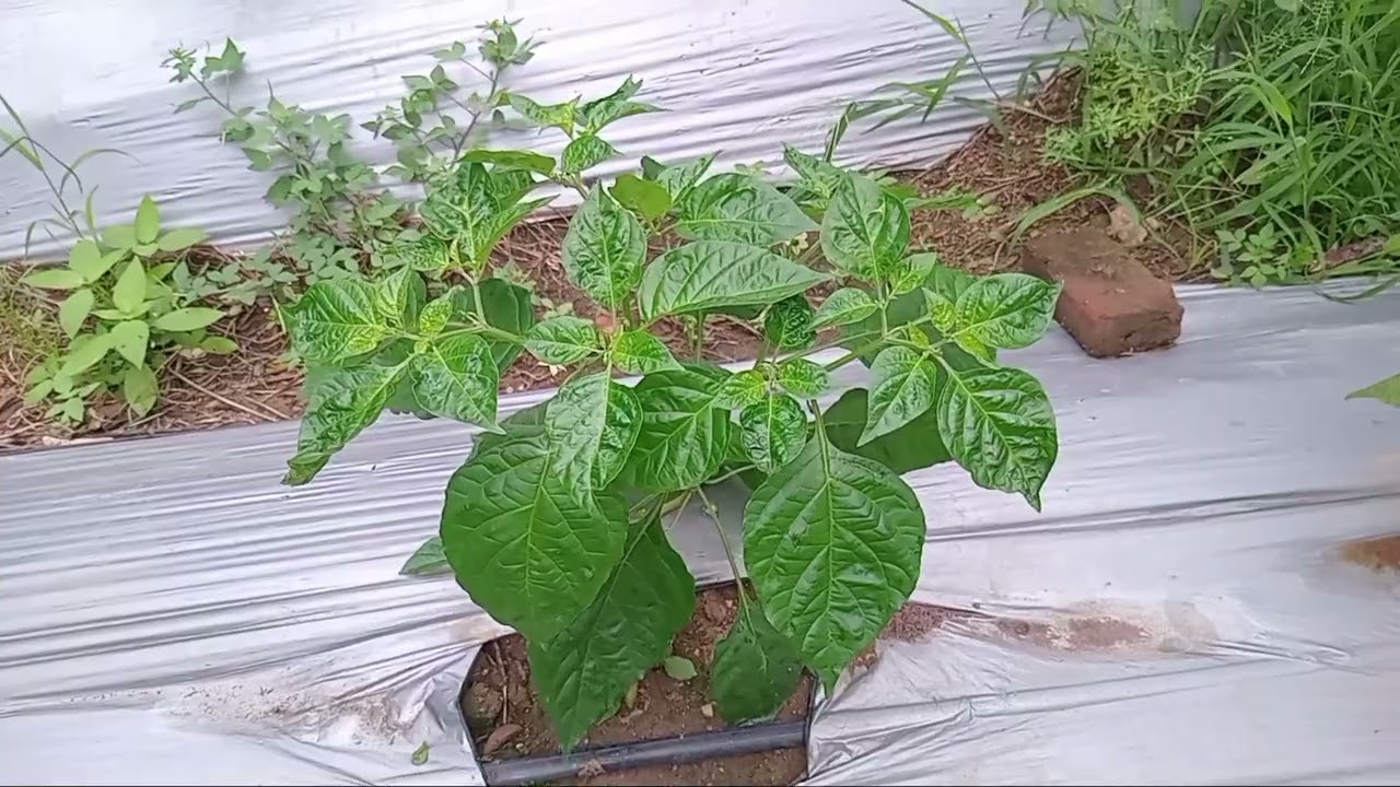 ඔබත් නයිමිරිස් වල දල්ල කැඩුවද මේක බලලම කඩන්න