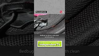 Download Lagu How do you get rid of bedbugs? #shorts MP3