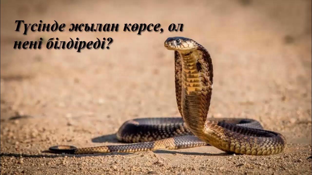 Эротикалық актрисалардың фильмографиясы