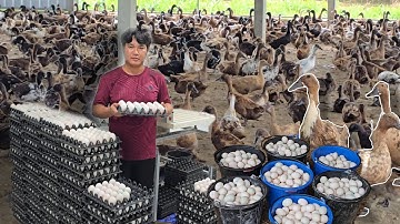 วัยรุ่นเป็ดไข่ทำรายได้ทุกวัน ลงทุนหลักพันแต่รายได้ต่อวันหลักหมื่น!!!