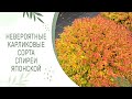 СПИРЕЯ|КАРЛИКОВЫЕ СОРТА И ИХ ОСЕННЯЯ ОКРАСКА