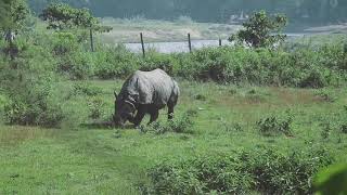 Rhino in Chitwan National Park