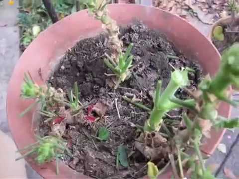 Video: Paano Mag-aalaga Ng Pelargonium (geranium) Sa Taglamig