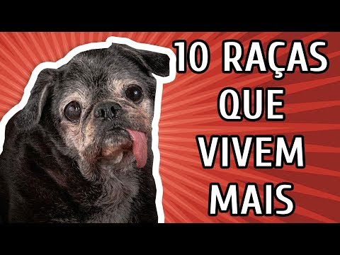 Vídeo: Por que as raças de cães pequenos vivem mais?