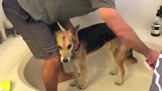 Pet Bath Massage Brush Great Grooming Comb for Shampooing Soft Rubber Bristles Gently Removes screenshot 5